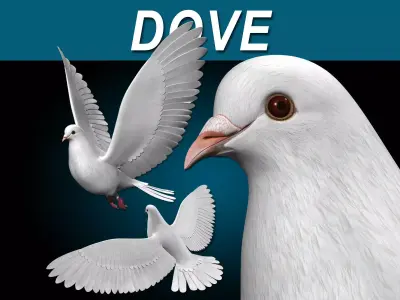 Dove - Flight 3D model
