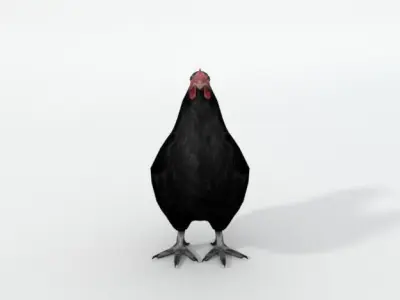 Black Chicken Low-poly 3D model