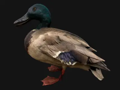 Swan and Ducks Birds Pack Low-poly 3D model