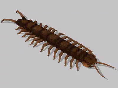 Centipede Low-poly 3D model