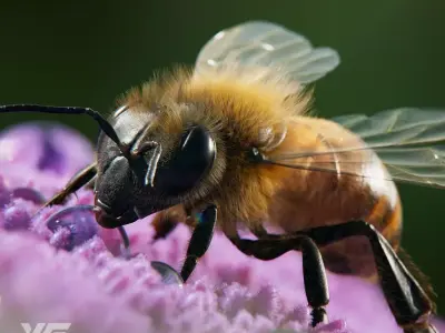 Honey bee Animated VFX Grace 3D model