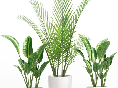 Indoor Plants set 05 3D model