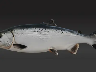 3d salmon fish Low-poly 3D model