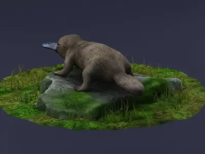 animal model Platypus Duck Otter Amphibian mammal 3D model