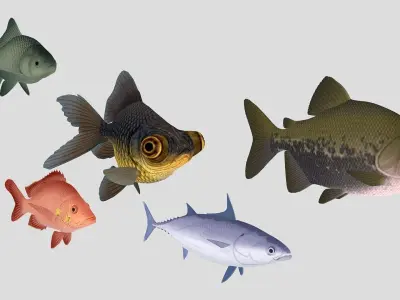  Fish Collection 02 Low-poly 3D model