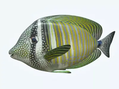 Zebrasoma Fish 3D model