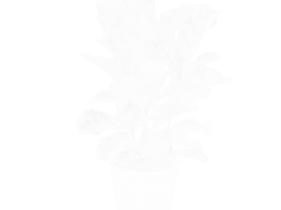  Fiddle Leaf Fig Plant Model 