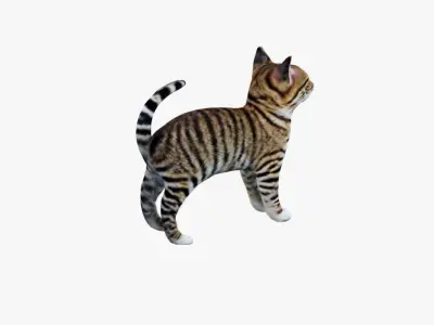 Cat Animal Free 3D model