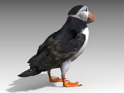 Puffin bird Low-poly 3D model