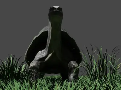 Galapagos Giant Turtle Low-poly 3D model