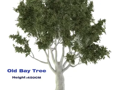 Old Bay Tree Free 3D model