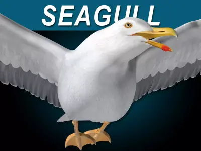 Seagull - Flight 3D model