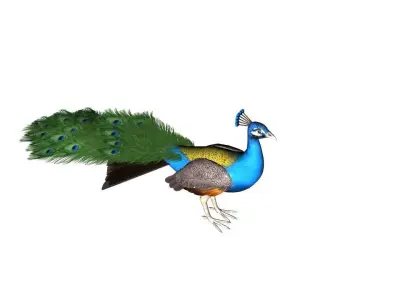 Peacock Rig Low-poly 3D model