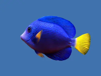 Purple Tang Schooling Fish Low-poly 3D model
