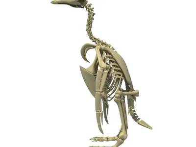 Penguin Skeleton 3D model