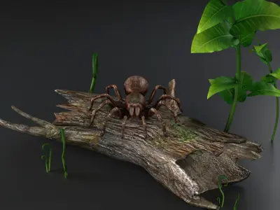 Spider black widow tarantula tarantula Insects 3D model