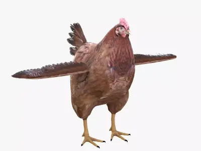 Chicken bird rigged 3d model Low-poly 3D model