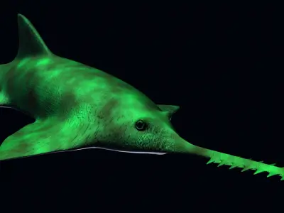 Saw Shark 3D model