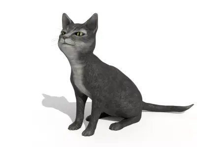 Cat pet 3D model
