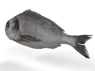 Gilt-head bream 3D model