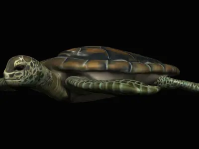 Water Turtle Low-poly 3D model