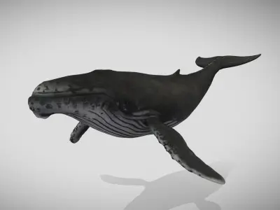 Humpback Whale Animated Low-poly 3D model