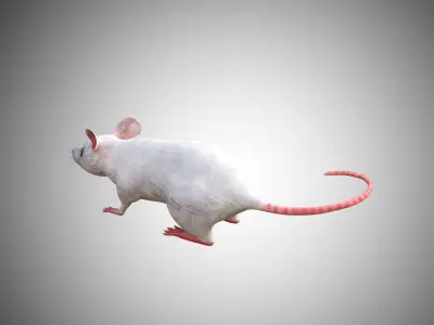 White Mouse Mice Low Poly Rigged  Low-poly 3D model