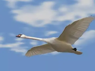 Swans swan flying in sky Low-poly 3D model