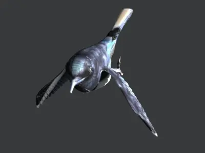 Eurasian Magpie 3D model