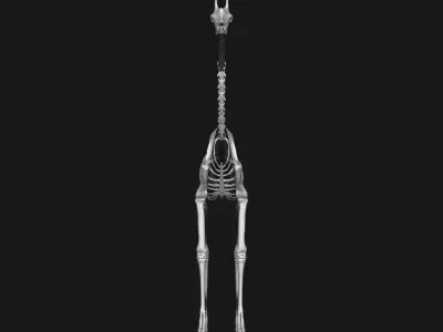 Giraffe skeleton 3D model