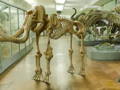 Realistic Mammals Fossil - Mammoth Low-poly 3D model
