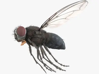 Housefly Insect with Fur 3D model