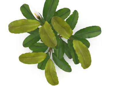 Bucephalandra 3D model