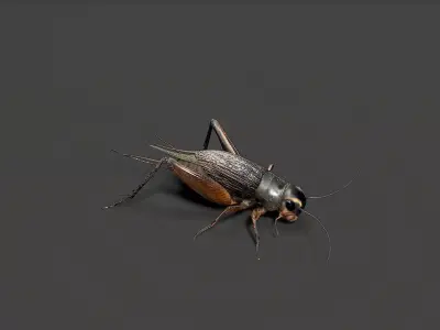 insect Low-poly 3D model