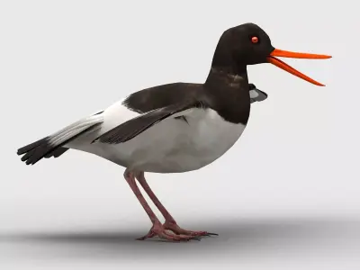 Oyster Catcher Oystercatcher Low-poly 3D model