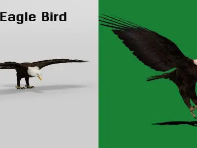 Bald Eagle BIrd 3D model