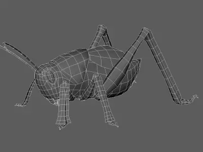 3D model   Grasshoppers    insect    maya 3D model