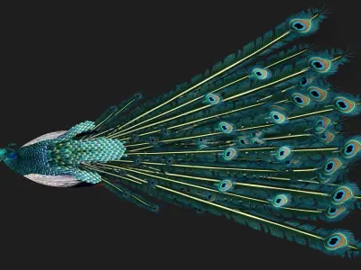 Peacock V1E 3D model