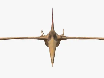 4K Realistic Pteranodon Low-poly 3D model