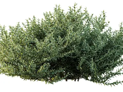 AV Gray Box Westringia Fruticosa Coastal Rosemary 3D model
