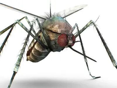 LowPoly Big Realistic Mosquito Low-poly 3D model