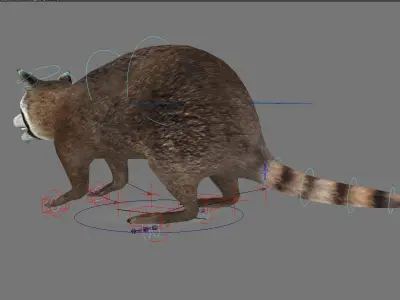 raccoon racoon animal rodent mammal coon forest animal 3D model