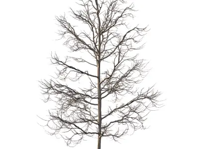 Mountain Ash Tree 06 3D model