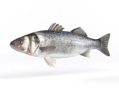 Seebass Fish 3D model