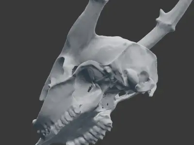 Muntjac Deer Skull 3D model