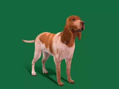 Bracco Italiano Dog Free low-poly 3D model