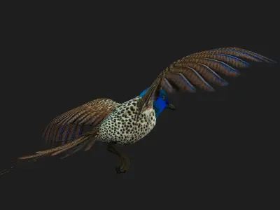 PheasantBird B2 3D model