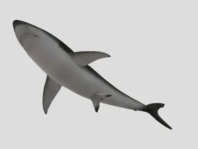 Bull Shark Realistic Animated Low-poly 3D model