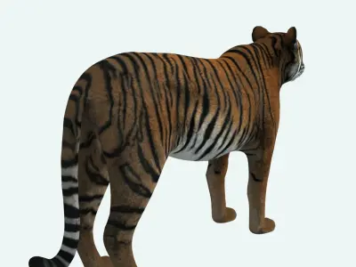 Siberian Tiger 3D model