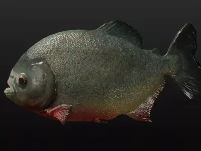 Piranha PBR game ready model fish Low-poly 3D model